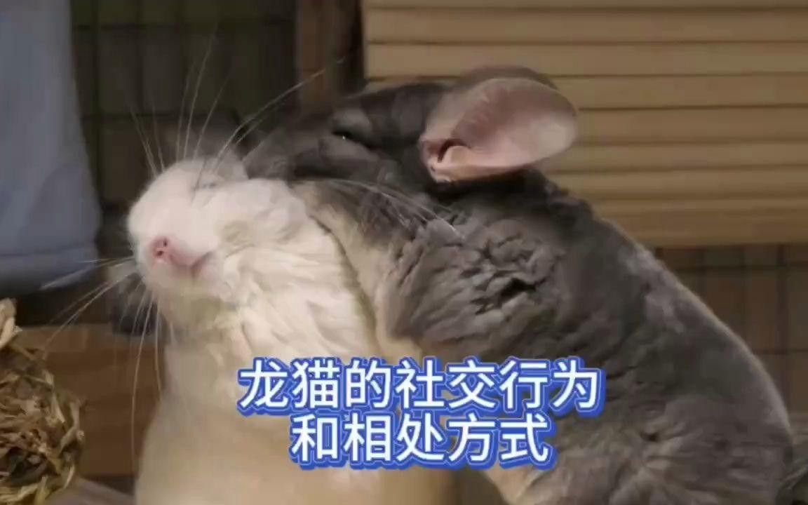 龍貓的互動(dòng)儀式有哪些