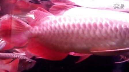 正大漁場龍魚怎么樣