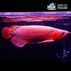 20公分紅龍魚價格表不死的熱帶魚：20公分紅龍魚價格