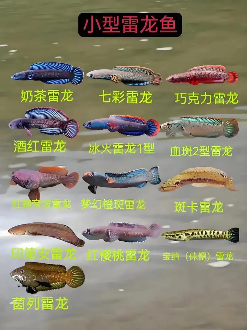 再給我幾張雷龍魚品種的圖片