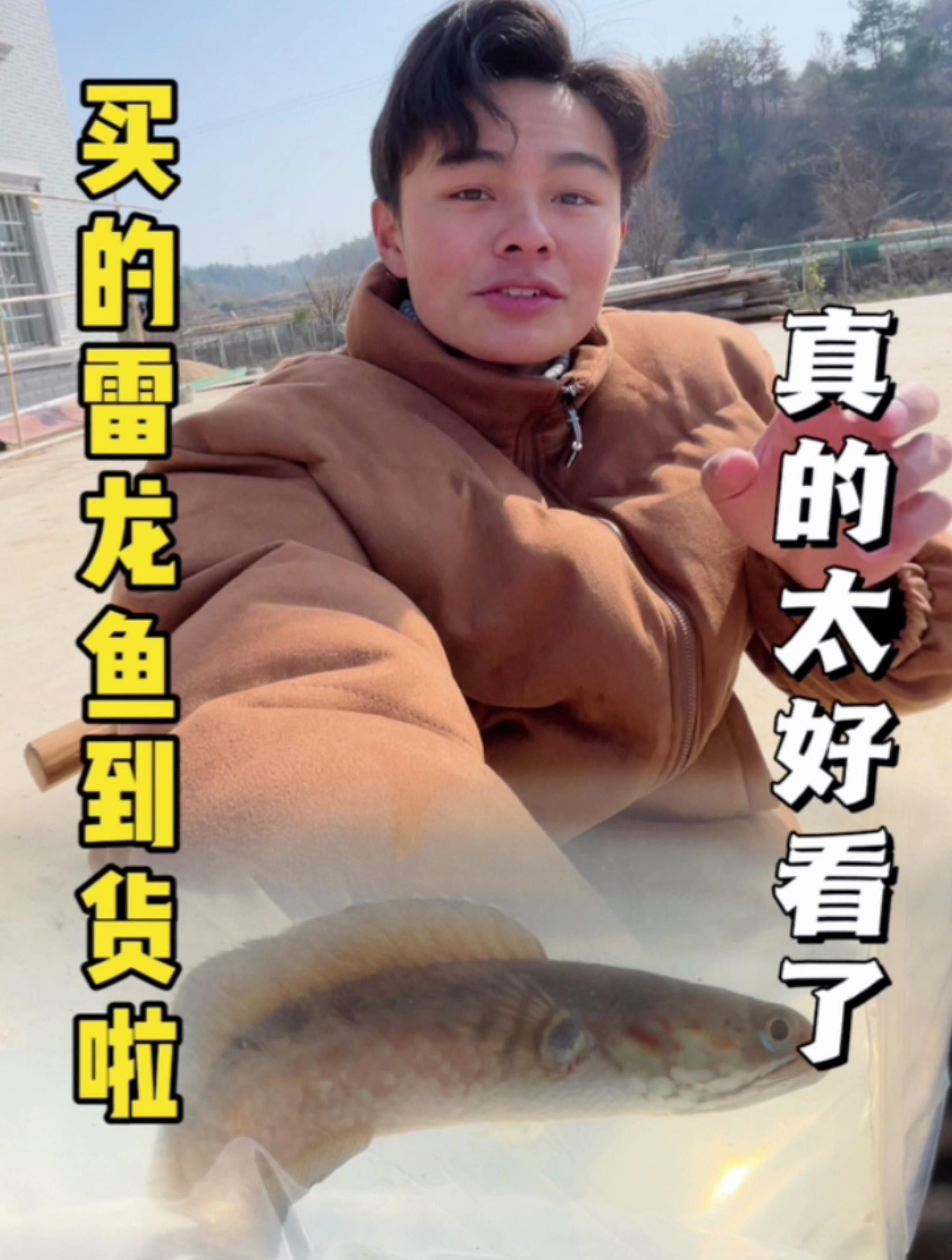 再給我幾張雷龍魚品種的圖片