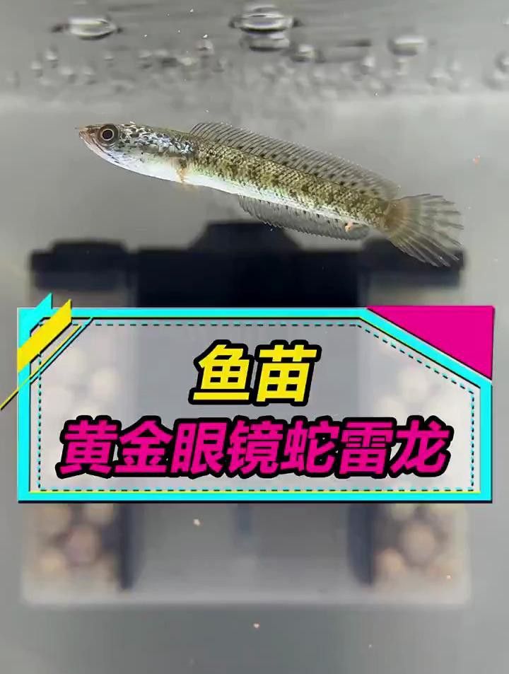 再給我幾張雷龍魚品種的圖片