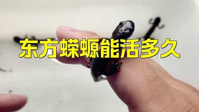 六角龍魚(yú)和蠑螈的壽命有多長(zhǎng)？