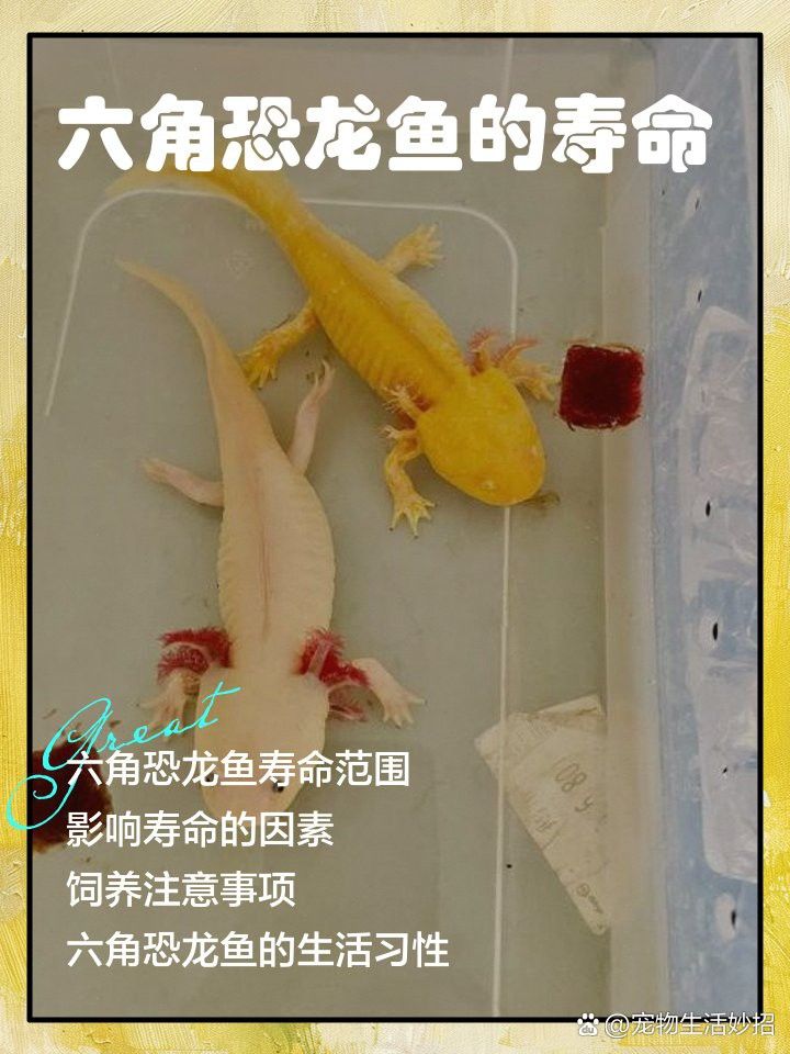六角龍魚(yú)和蠑螈的壽命有多長(zhǎng)？