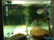 龍魚用一直打氧嗎為什么：養殖龍魚時需要一直打氧，是否需要一直打氧并非絕對