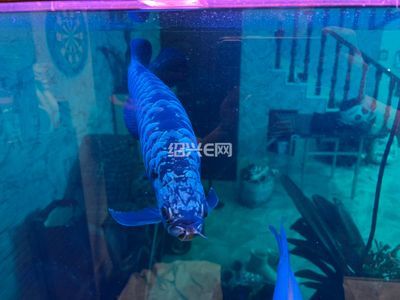 藍底金龍魚用什么背景好養：藍底金龍魚的飼養方式