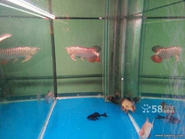 藍底金龍魚用什么背景好養：藍底金龍魚的飼養方式