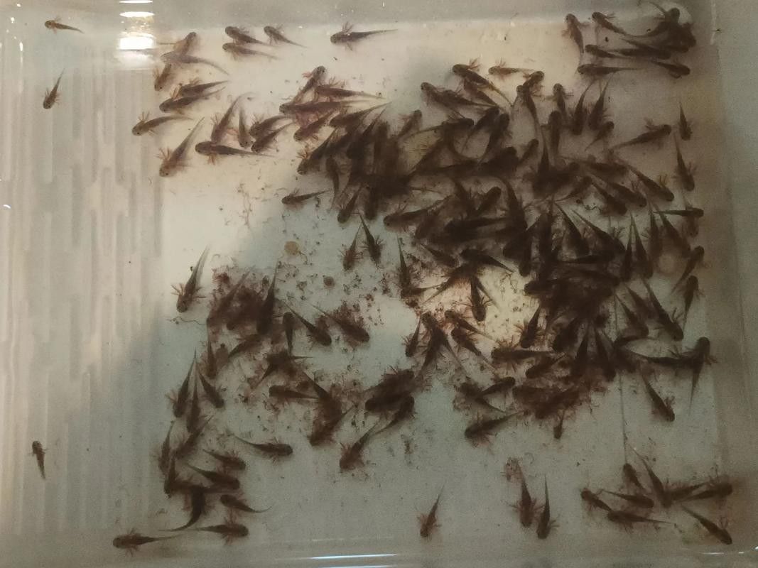 恐龍魚多少錢一只幼崽