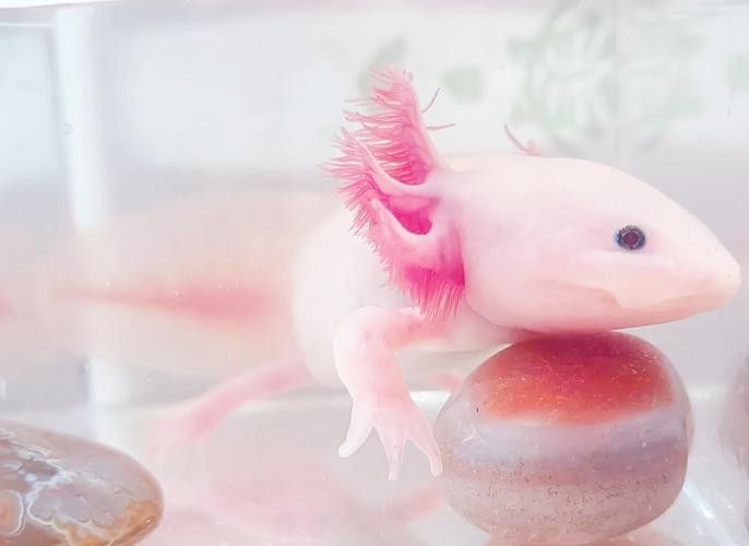 恐龍魚多少錢一只幼崽