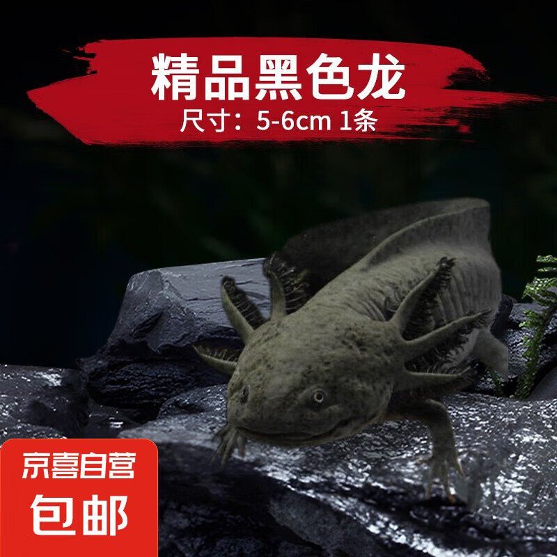 恐龍魚多少錢一只幼崽