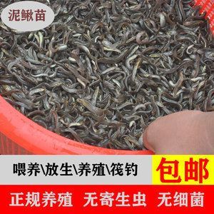 龍魚喂凍泥鰍會得寄生蟲嗎：龍魚喂凍泥鰍會得寄生蟲嗎？