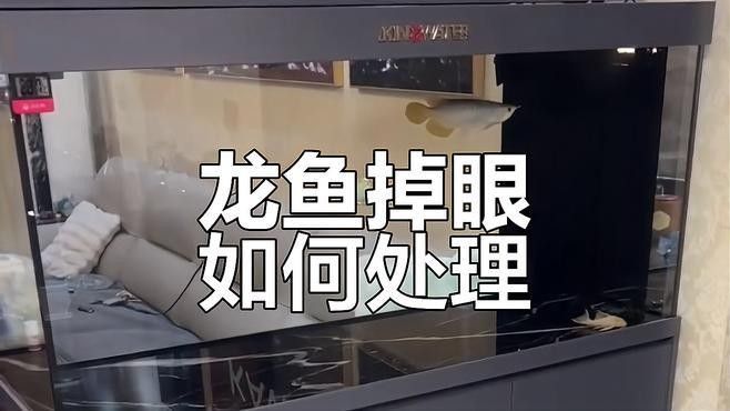 龍魚單側(cè)掉眼最簡單的恢復(fù)方法是啥