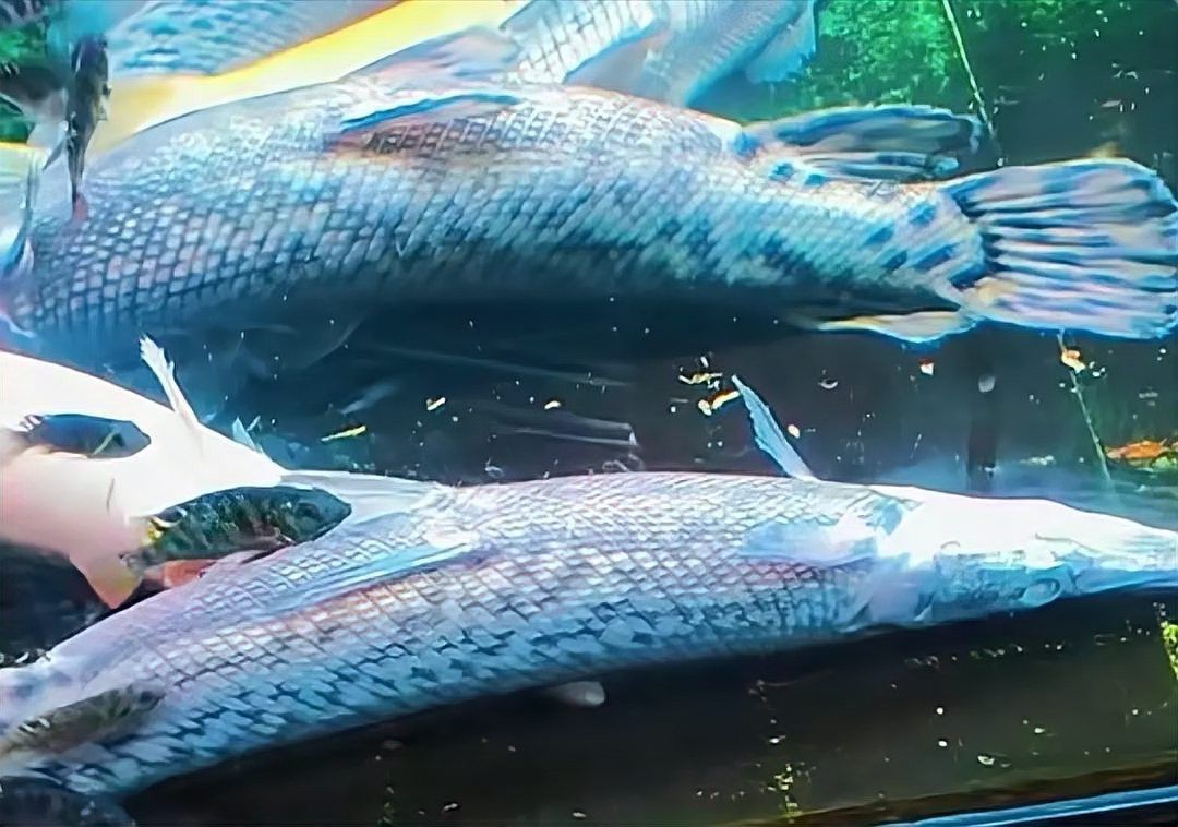 幽靈火箭把龍魚咬死了 幽靈火箭把龍魚咬死了 龍魚百科 第2張