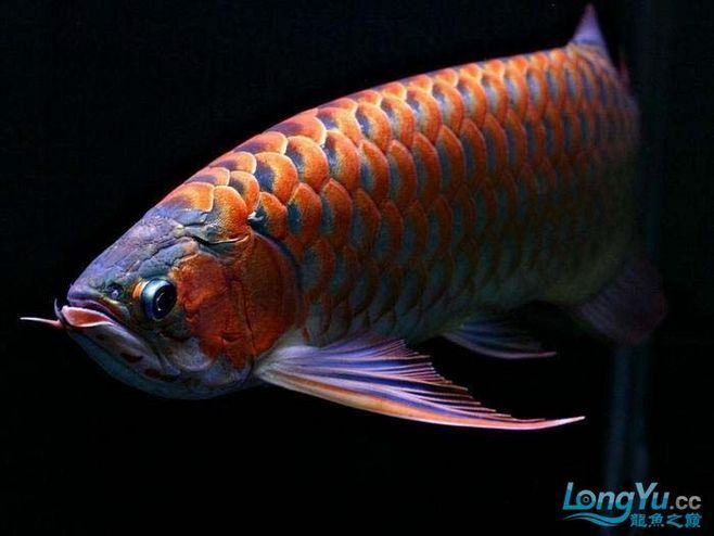 頂級紅龍魚：2018國際頂級紅龍魚冠軍賽現場搜狐紅龍魚品種排行