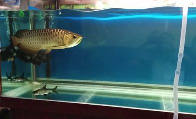 個人養殖倒賣龍魚是否合法，買家需要注意價格是否合理：個人養殖倒賣龍魚是否合法