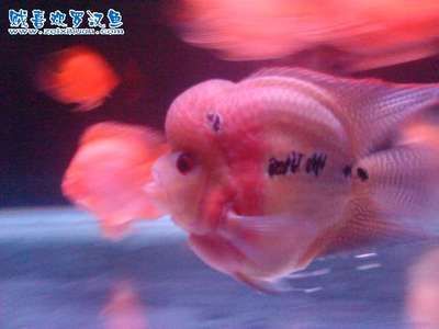 二條龍魚會一直打架嘛：如何解決龍魚打架的問題 二條龍魚會一直打架嘛：如何解決龍魚打架的問題 龍魚百科 第3張