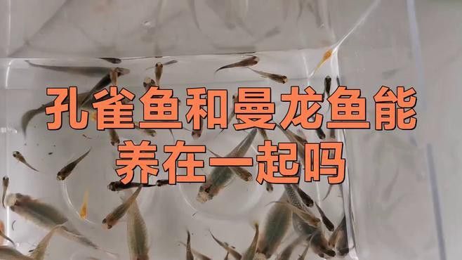 有哪些魚不能和曼龍魚混養？