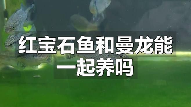 有哪些魚不能和曼龍魚混養？
