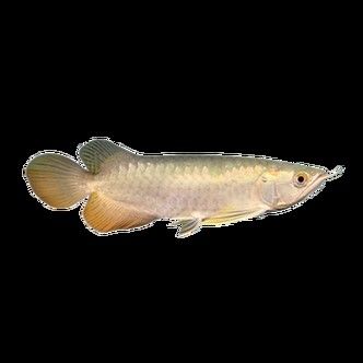 馬來西亞金龍魚圖片高清