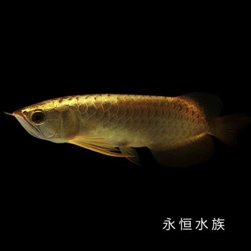 馬來西亞金龍魚圖片高清