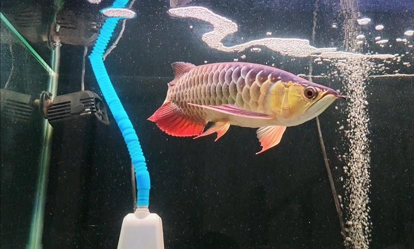 馬來西亞金龍魚圖片高清