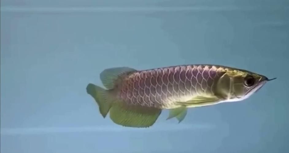 馬來西亞金龍魚圖片高清