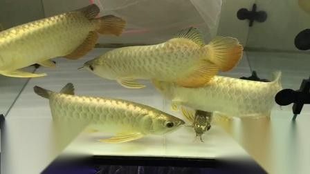 馬來西亞金龍魚圖片高清