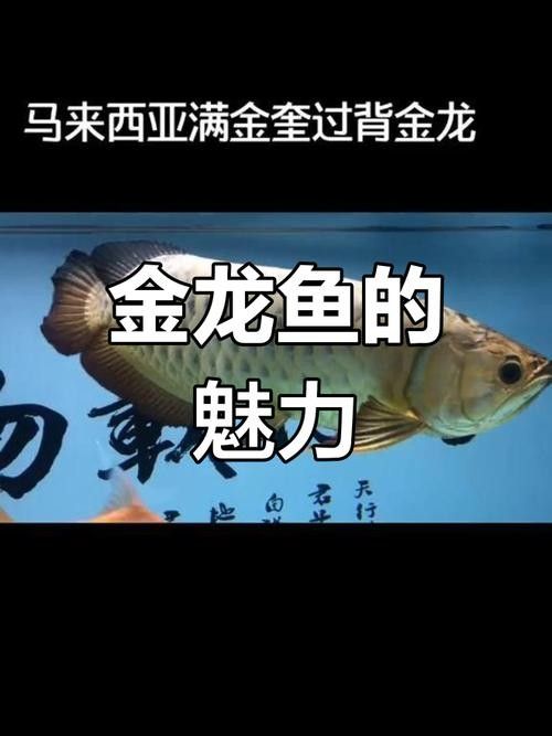馬來西亞金龍魚圖片高清