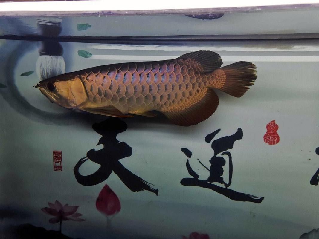 馬來西亞金龍魚圖片高清