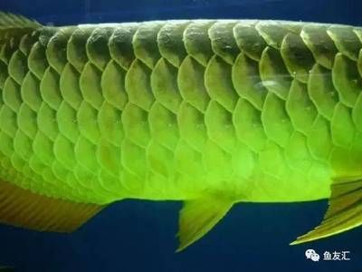 龍魚輕微水霉怎么處理:龍魚輕微水霉病的處理 龍魚百科 第5張 龍魚輕微水霉怎么處理:龍魚輕微水霉病的處理 龍魚輕微水霉怎么處理:龍魚輕微水霉病的處理 龍魚百科 第5張