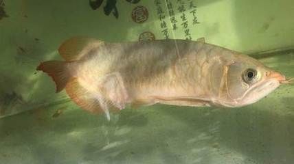 紅龍魚60厘米需要多少年（紅龍魚60厘米需要15年紅龍魚長到60厘米所需的年限受到多種影響）