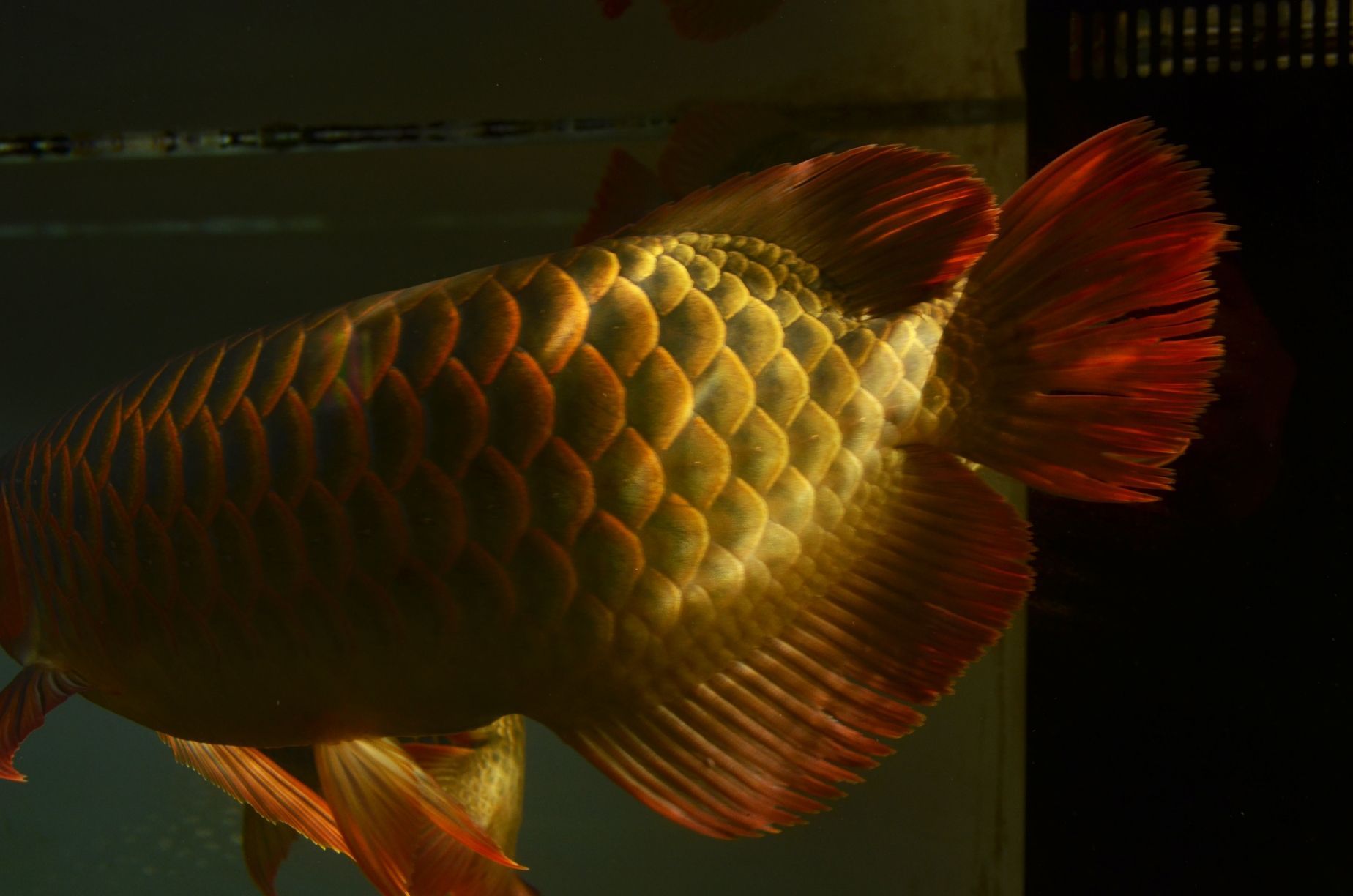 紅龍魚60厘米需要多少年（紅龍魚60厘米需要15年紅龍魚長到60厘米所需的年限受到多種影響）