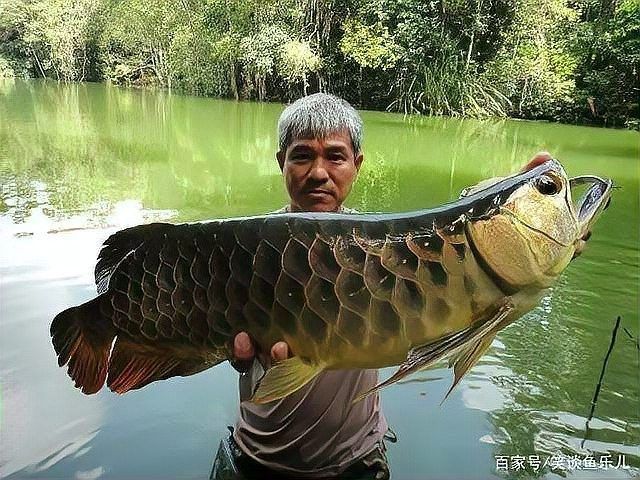 龍魚可以吃小白條嗎