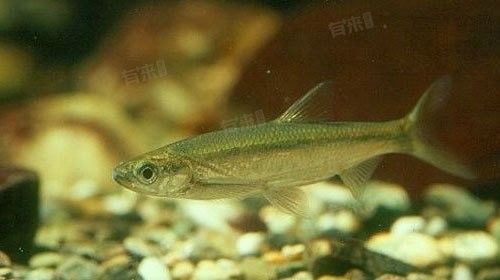 龍魚可以吃小白條嗎
