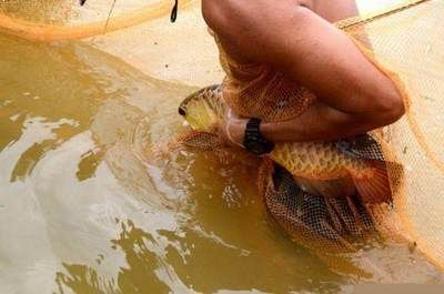 野生的金龍魚生長在哪里（野生金龍魚主要分布在以下幾個地區）