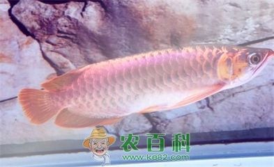 野生的金龍魚生長在哪里（野生金龍魚主要分布在以下幾個地區）