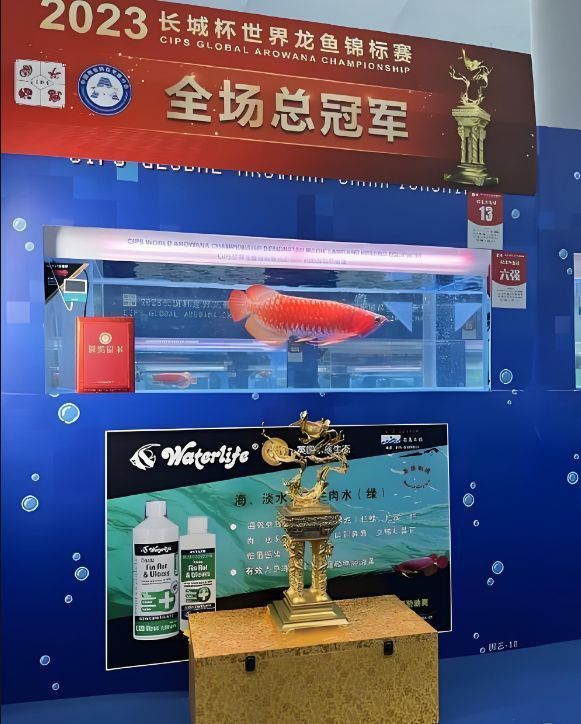 紅龍魚跟金龍魚誰貴些
