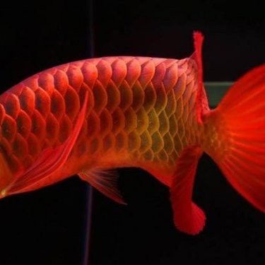 紅龍魚跟金龍魚誰貴些