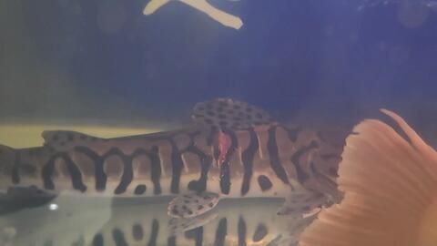 龍魚專用餌料有哪些品牌好：龍魚專用餌料有哪些品牌？全面解析優(yōu)質(zhì)龍魚飼料選擇指南