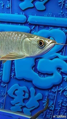 如何判斷紅龍魚是否得了凸眼病？