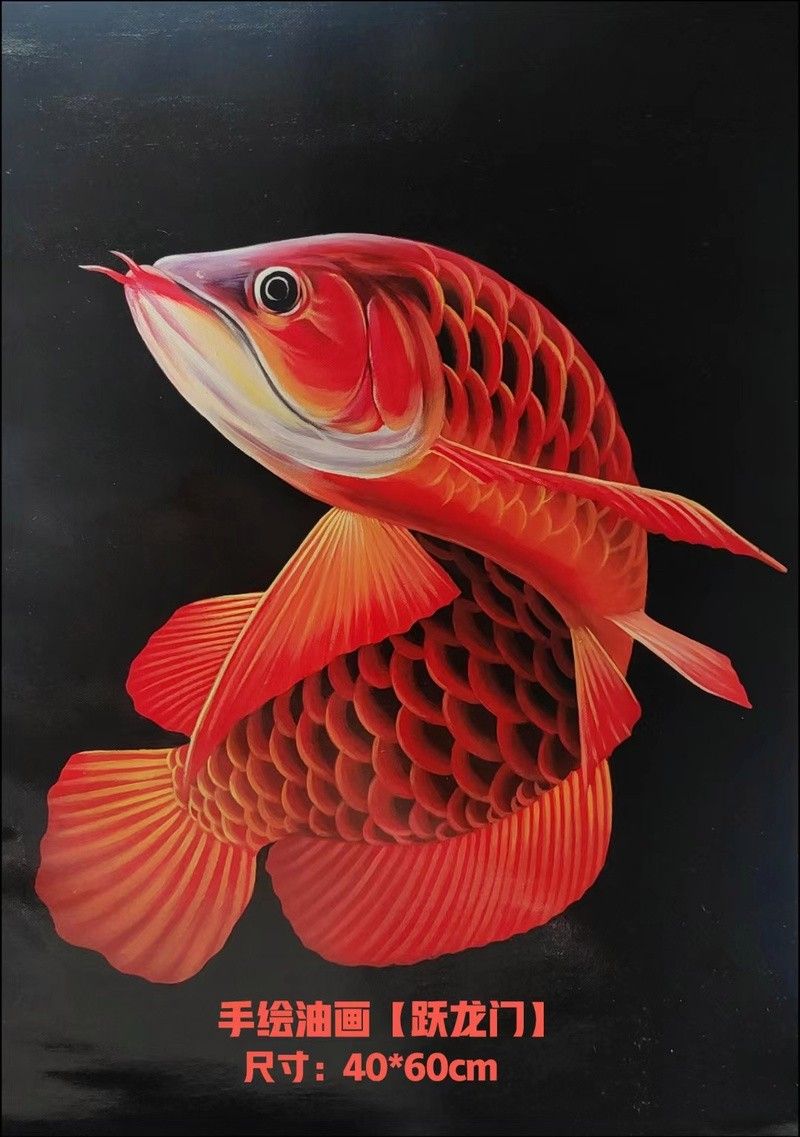 龍魚背景圖片可愛