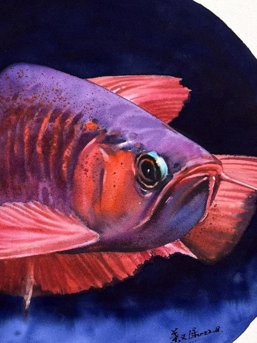 龍魚背景圖片可愛