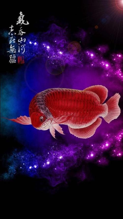 龍魚背景圖片可愛