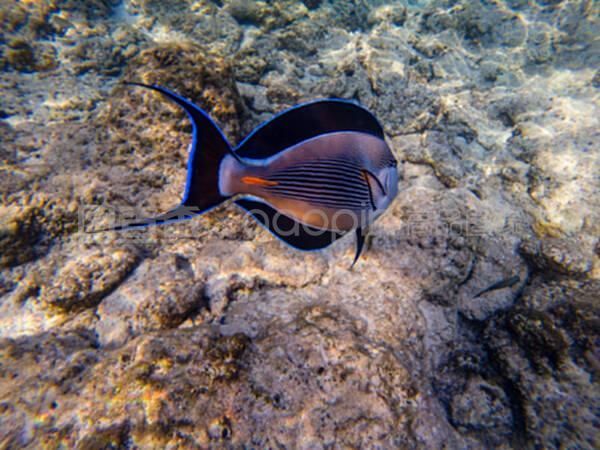 龍魚潛到水底下了正常嗎：龍魚潛到水底下了嗎