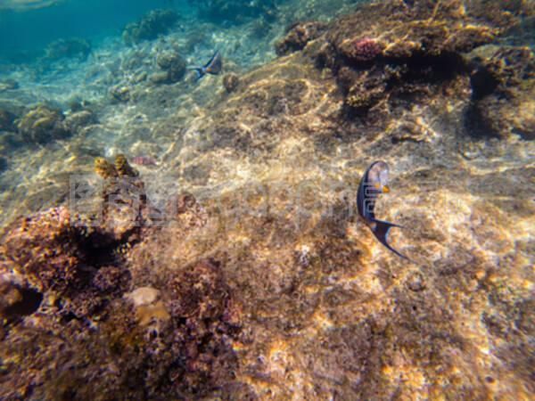 龍魚潛到水底下了正常嗎：龍魚潛到水底下了嗎