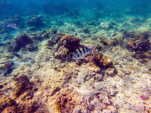 龍魚潛到水底下了正常嗎：龍魚潛到水底下了嗎