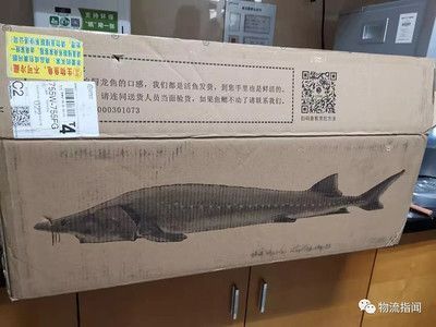 龍魚(yú)口感怎樣描述（如何挑選新鮮龍魚(yú),龍魚(yú)與鯰魚(yú)口感區(qū)別）
