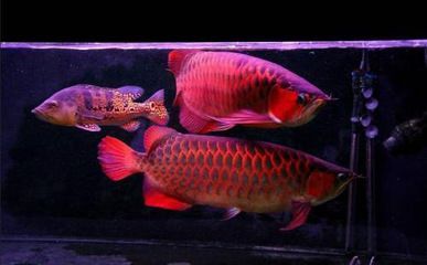 龍魚和鳳魚可以一起喂食嗎：龍魚和鳳魚可以一起喂食，但需要注意以下食譜并不相同
