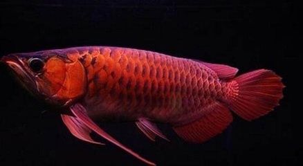 龍魚專用餌料有哪些品種：關于龍魚專用餌料的品種詳情