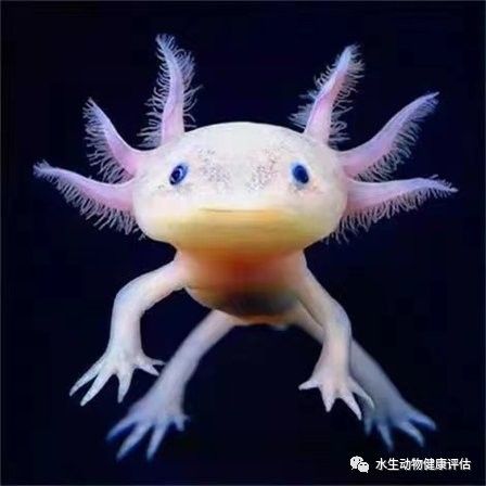 飼養(yǎng)六角恐龍魚(yú)的教學(xué)